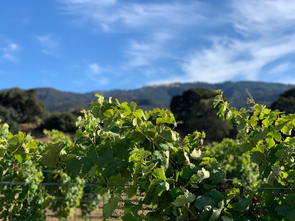 Odonata Wines: Monterey Winery With a Santa Cruz Surprise