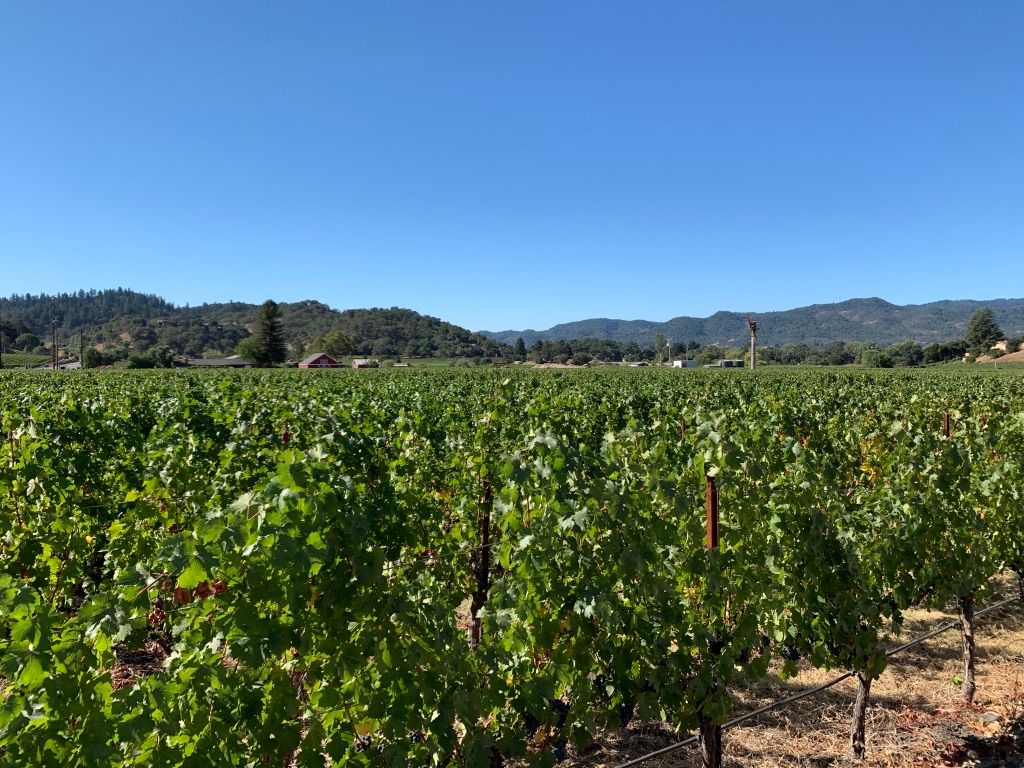 Baldacci Family Estate Vineyards: There’s Much More than “Wine Country”