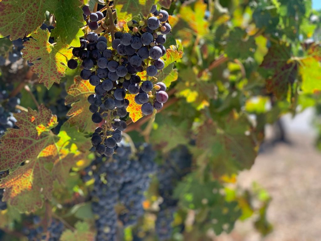 Concannon Vineyard: The Mother Vine and the Father of Petite Sirah