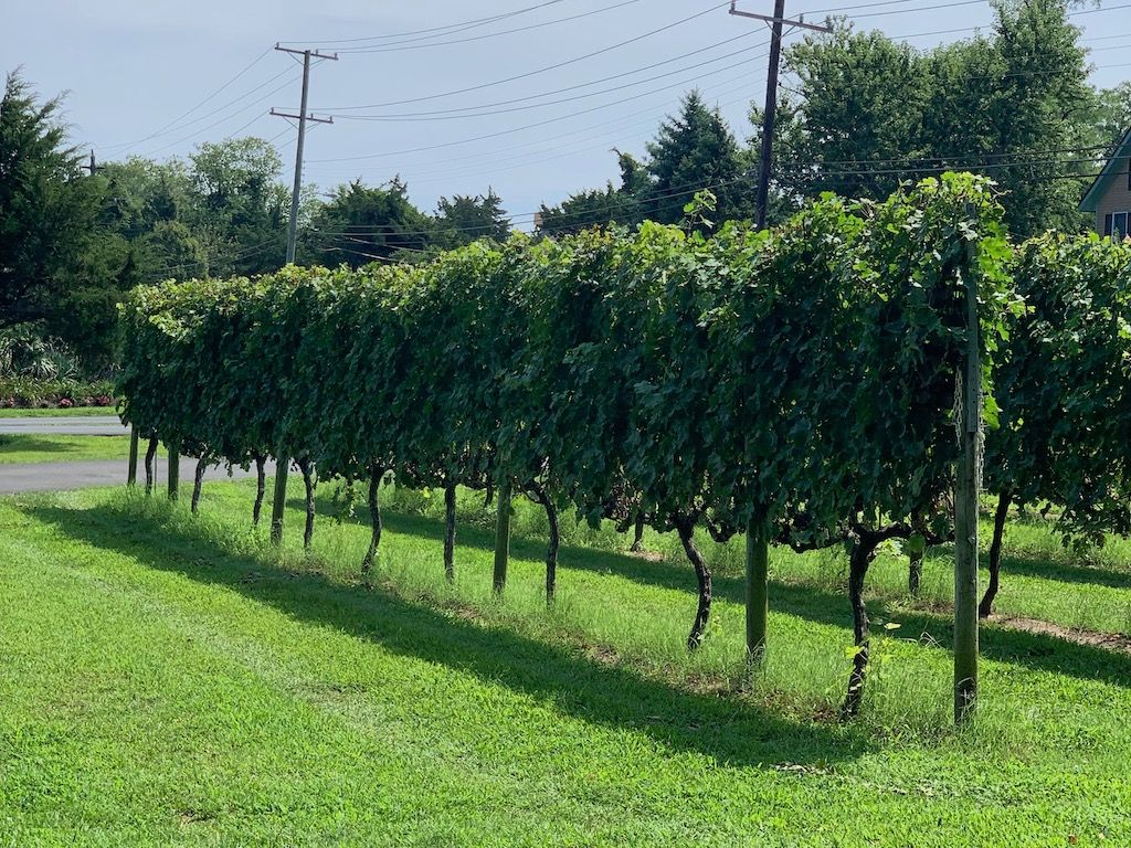 Willow Creek Farm & Winery: A Wine Tour for Your Inner Wine Nerd
