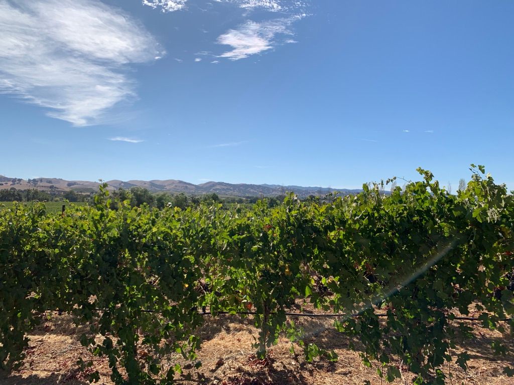 Las Positas Vineyards: Came for the Albariño, but Stayed for the Estate Obscurus